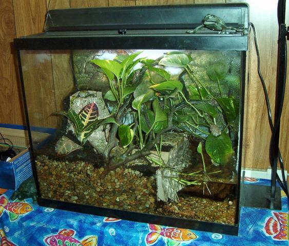 My Tree Frog Tank