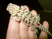 my keeper..4 weeks old