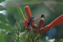 aggressive wasp?