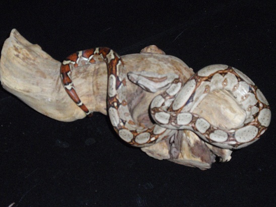 TYPE 2 ANERY CROSS CORAL ALBINO