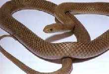 pic of snake  on front of car