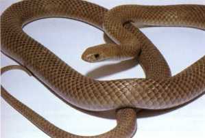 pic of snake  on front of car