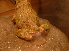 Barking tree frog emitting "gel"