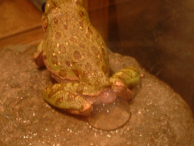 Barking tree frog emitting "gel"