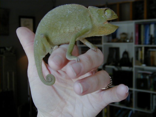 Chungu