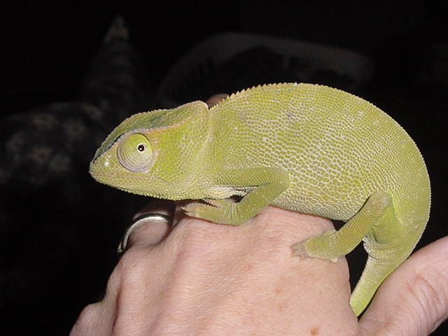 Chungu