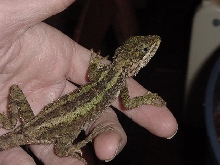 Japalura Splendida