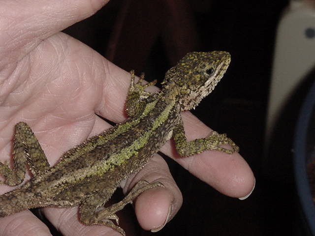 Japalura Splendida