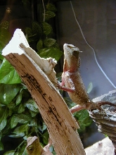 Stanley posing