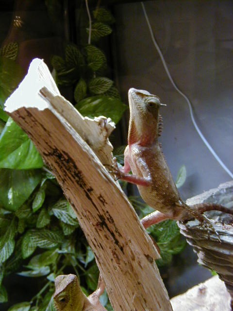 Stanley posing