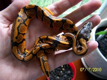 what am I?