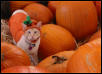 Rockie the Pumpkin