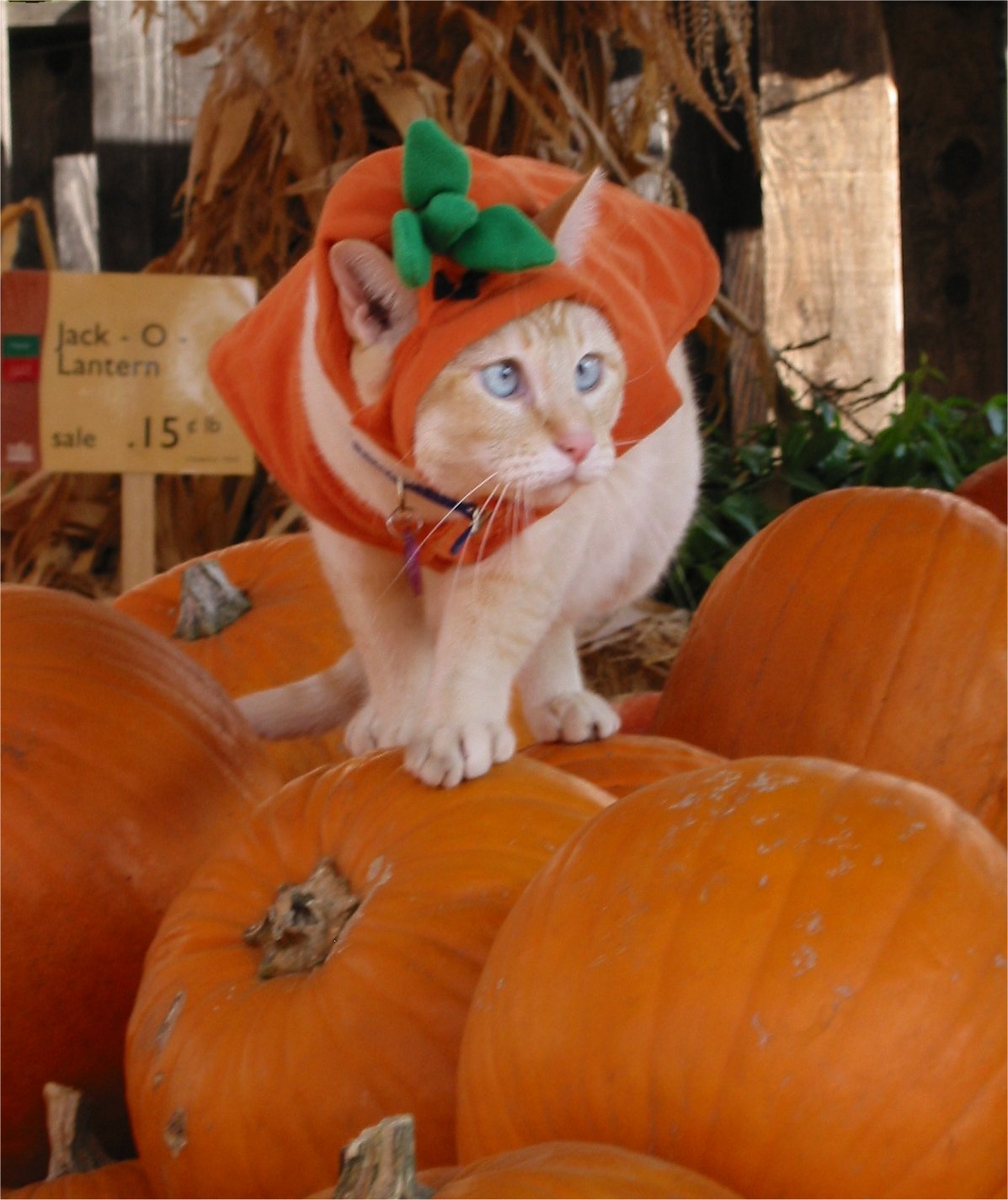 Halloween Pumpkin