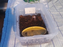 Maggies first meal
