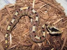 Mr. Sniffles after shed