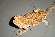 Dachiu hypored X sandfire red