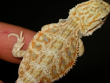 Hypo Pastel Female 4 Wks