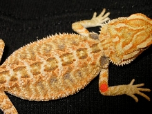 "Goldfish" @ 4 weeks