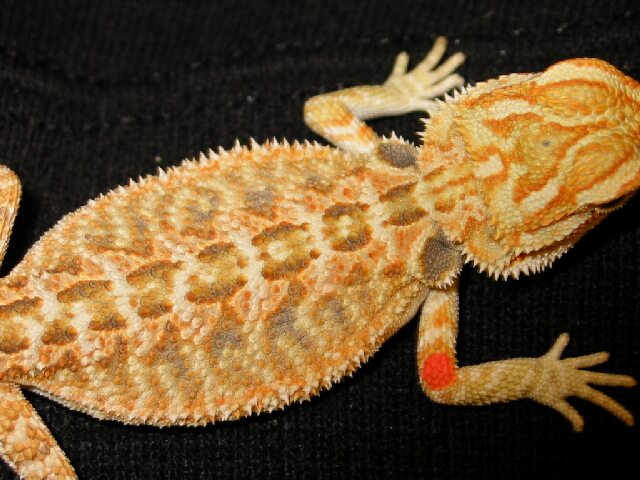 "Goldfish" @ 4 weeks
