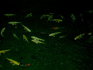 koi2