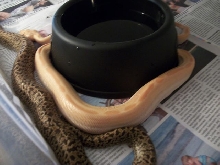 Albino Green and Granite