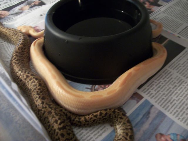 Albino Green and Granite