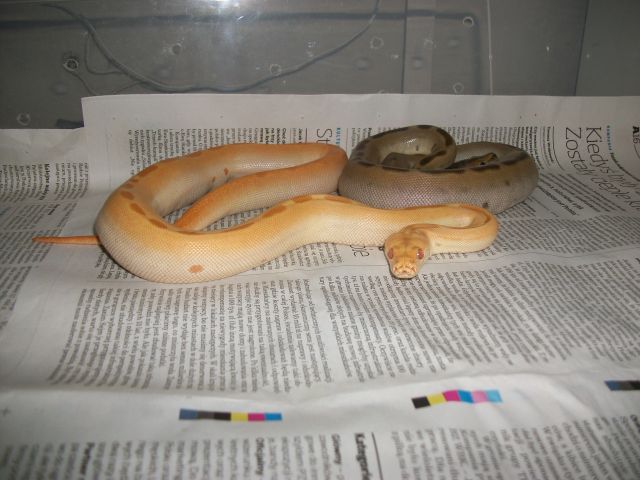 Green and Albino Green