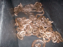baby granite pattern burmese pythons from CB'10
