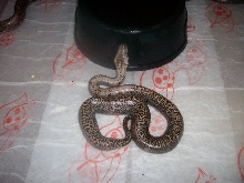 baby granite pattern burmese pythons from CB'10