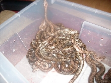 baby granite pattern burmese pythons from CB'10