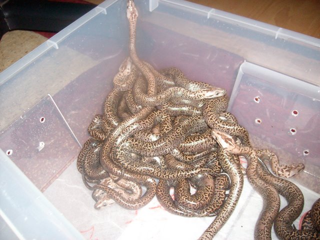 baby granite pattern burmese pythons from CB'10