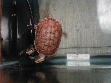 M. Caspica