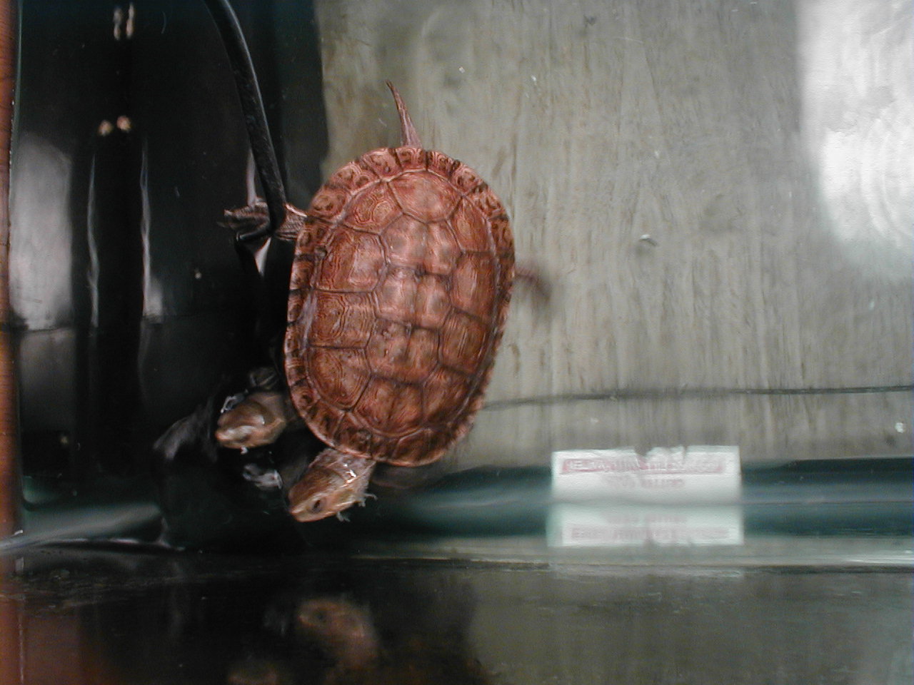 M. Caspica