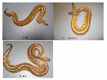 blood pythons