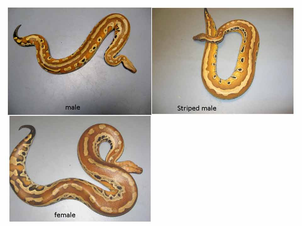 blood pythons