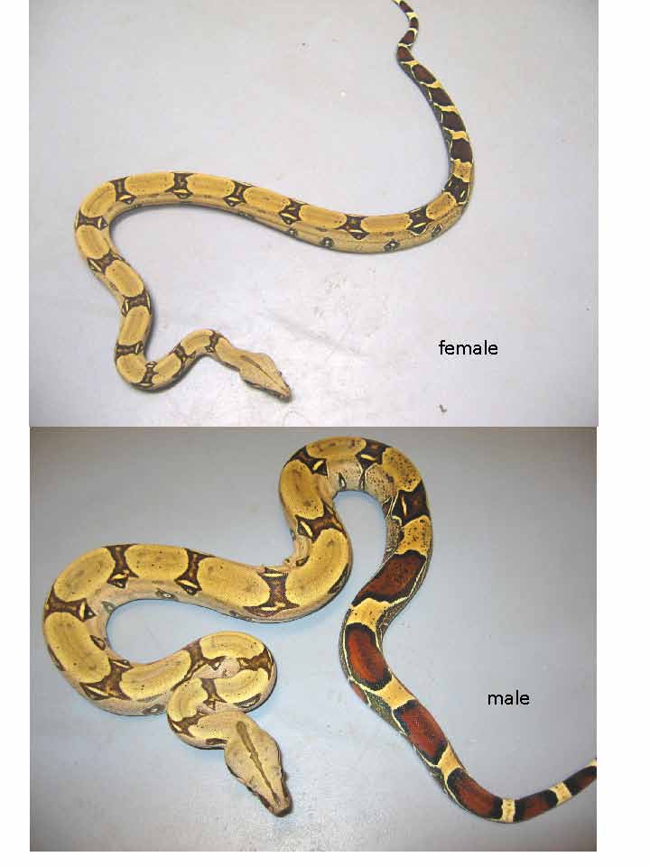 peruvian boas