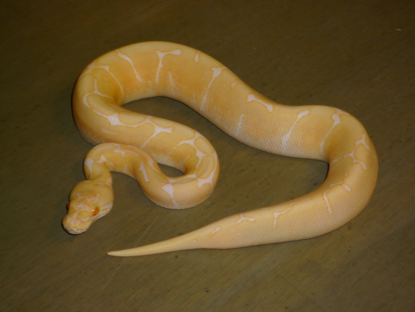 albino spider
