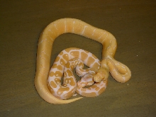 albino spider male with albino female