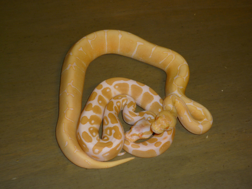 albino spider male with albino female