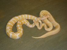 albino spider male with albino female