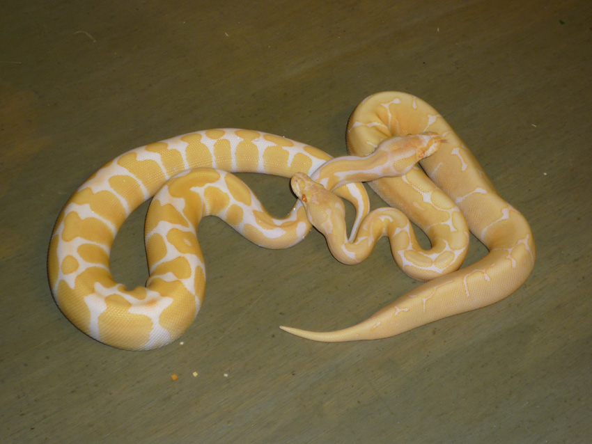 albino spider male with albino female