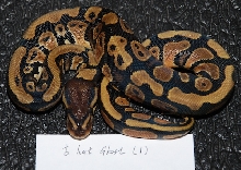 Female Het Ghost 1
