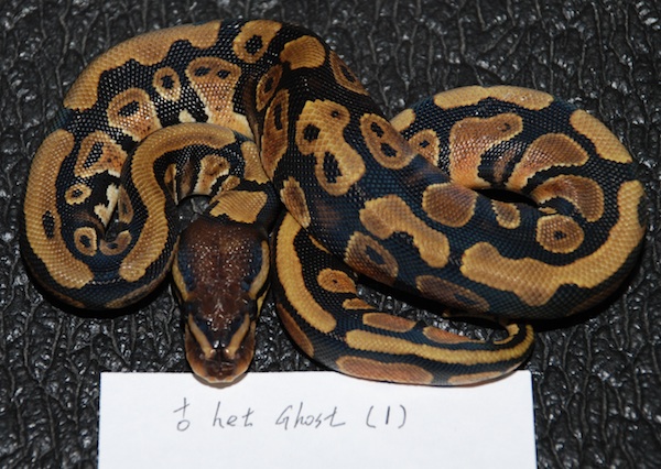Female Het Ghost 1