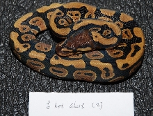 Female Het Ghost 2