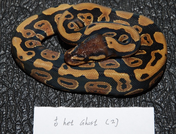 Female Het Ghost 2