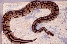 Female Pastel
