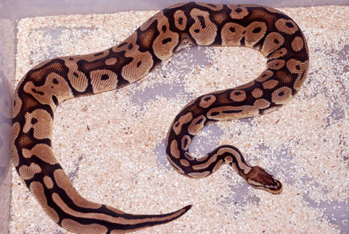 Female Pastel