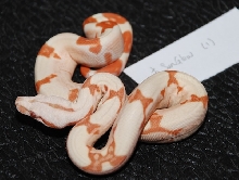 Female Sunglow 1