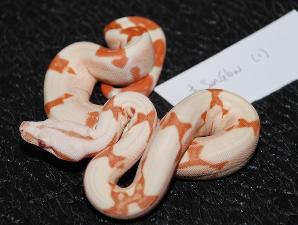 Female Sunglow 1