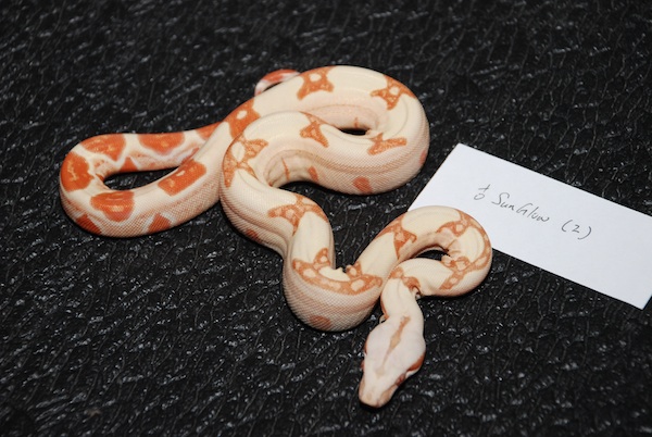 Female Sunglow 2
